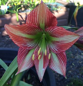 Papillio X Species Hippeastrum 12 Mth Old Offset Rare Offer For The Collector 4