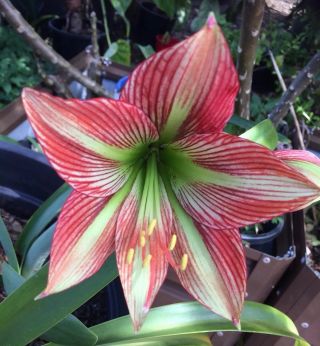 Papillio X Species Hippeastrum 12 Mth Old Offset Rare Offer For The Collector 5