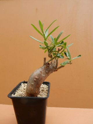 Pachypodium Succulentum - Succulent - Caudex - Rare - South Africa - Import