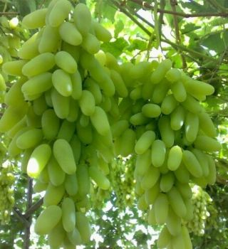 Pre - Order Rare Husayn White Grapes 3 Fresh Cuttings Receive In September