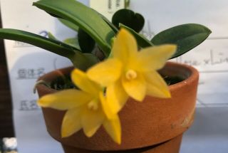 Sophronitis Cernua Aurea `yellow X Lemone´ Bs Orchid Species / Rare