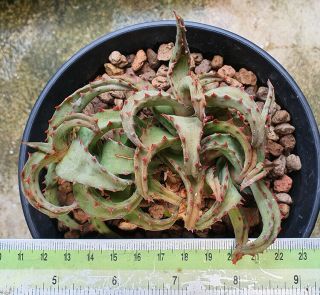 7.  Aloe Castilloniae Very Rare And Succulent
