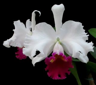Rare Orchids - Lc Jane Dane (britannia X President Wilson) Division