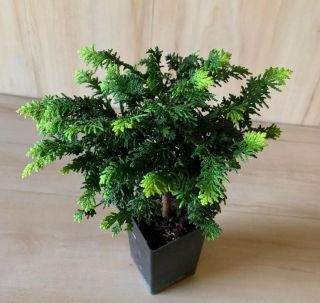 Rare Fern Hinoki Cypress Pre Bonsai Tree Shohin Evergreen Emerald & Golden Green
