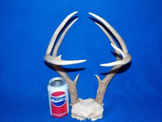 Rare Unusual Set Of Point Texas Whitetail Deer Antlers Partial Skull