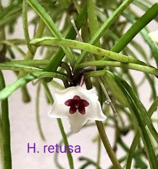 Hoya Retusa: Live Plants 12 - 24 " Vines,  Blooming Size: Ship In 4 " H.  Pot: Rare
