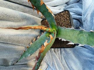 Agave Xylonacantha / Selected Plant - Brown Spines / Very Rare Plant