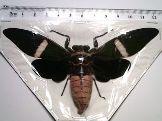 Real Butterfly/insect/moth Set - Spread B5225 Tosena Albata Cicada 12.  5 Cm Rare