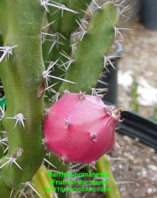 Harrisia Pomanensis,  Large 5 Gal Size,  Plant,  (s),  Fruiting,  Cactus,  Rare