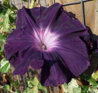 Black Queen | Morning Glory Seeds | Exquisite | Way Beyond Rare | 6 Seeds