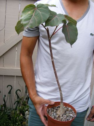 Ficus Petiolaris Succulent Plant Rare Large