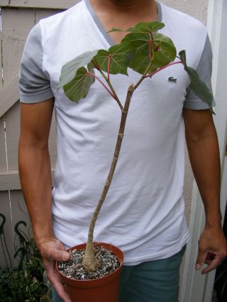 Ficus Petiolaris Succulent Plant Rare LARGE 4