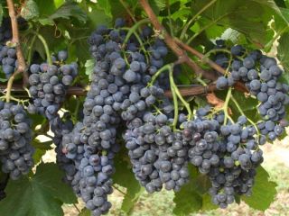 Pre - Order Rare Feteasca Neagra Blackmaiden Grapes 3cuttings Receive In September