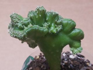 Rare Genes Trichocereus Monstrose Hybrid Cactus - Crested Mutant Grown From Seed