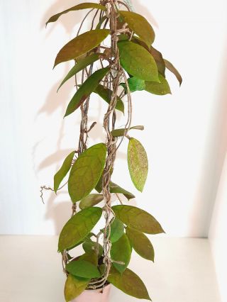 1 Pot,  20 - 30 Inches Rooted Plant Of Hoya Kalimantan 1 Big Size And Rare
