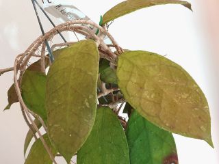 1 pot,  20 - 30 inches rooted plant of Hoya kalimantan 1 BIG SIZE AND RARE 2