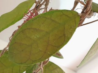 1 pot,  20 - 30 inches rooted plant of Hoya kalimantan 1 BIG SIZE AND RARE 4