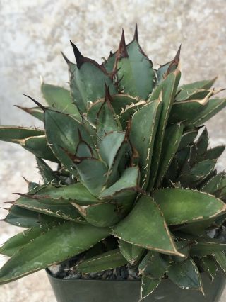 Unique and rare succulent plant Agave titanota cv.  ‘filigree’ 2