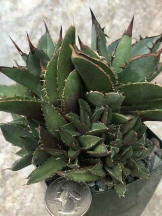 Unique and rare succulent plant Agave titanota cv.  ‘filigree’ 3