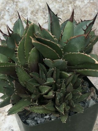 Unique and rare succulent plant Agave titanota cv.  ‘filigree’ 4