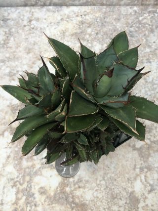 Unique and rare succulent plant Agave titanota cv.  ‘filigree’ 5