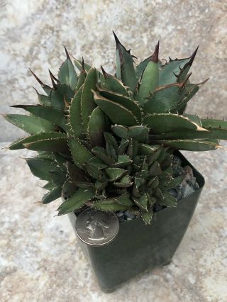 Unique and rare succulent plant Agave titanota cv.  ‘filigree’ 6