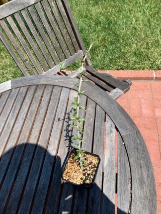 Commiphora Kua Rare Myrrh Tree (d) Plant