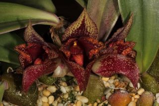 Rare Orchid Species Seedling Bulbophyllum Macrobulbon 