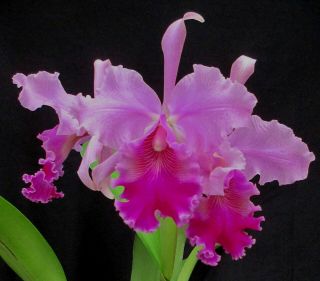 Rare Orchids - Lc Powhatan 