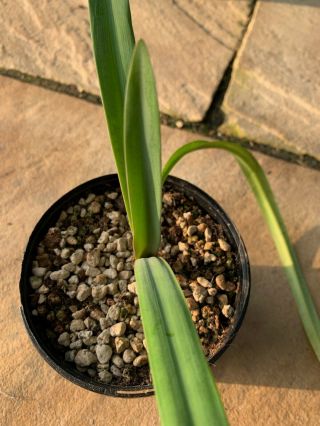 Hippeastrum iguazuanum - Rare amaryllis species bulb 2