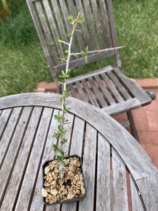 Commiphora Kua Rare Myrrh Tree (c) Plant