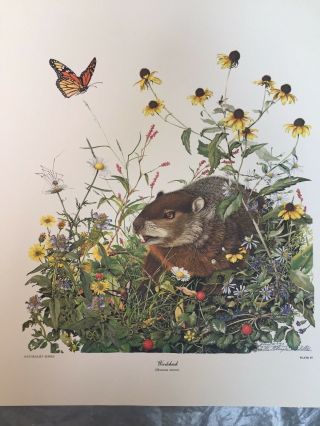 Sallie Ellington Middleton Very Rare Woodchuck Print - Signed And Numbered