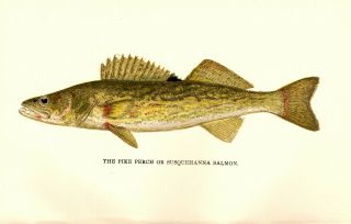 Rare 1897 Antique Denton Fish Print The Pike Perch Or Walleye Great Details