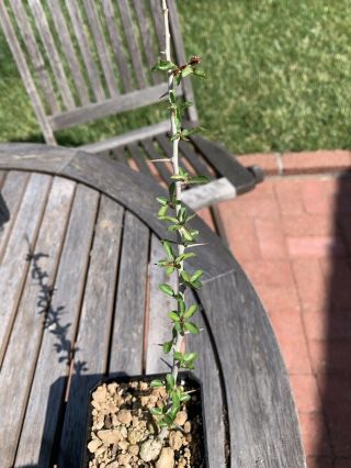 Commiphora Kua Rare Myrrh Tree (b) Plant