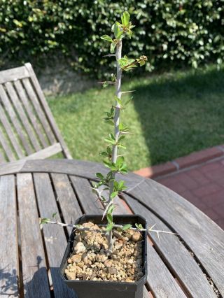 Commiphora Kua Rare Myrrh Tree (a) Plant