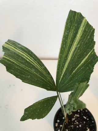 Caryota Mitis Variegated Fishtail Palm Tree Live Potted Plant Rare