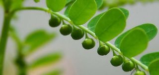 50 Seeds Phyllanthus Niruri,  Rare Thai Herb