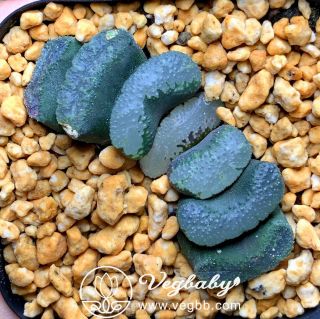 Haworthia ‘ukimo’ Truncata Hybrid Rare Succulent Plant In 3 " Pot