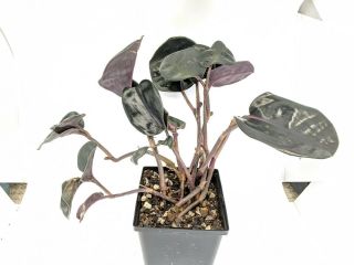 Geogenanthus Ciliatus Rare Velvet Aroid Terrarium Plant Rooted Large Houseplant