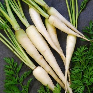 Lunar White Carrots 300 - 32,  000 Seeds Coreless Rare Bulk Tastiest