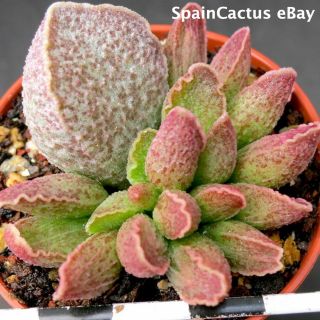 Adromischus Marianiae Cv.  Obxydiana King Size Hybrid Rare Succulent Plant 16/6