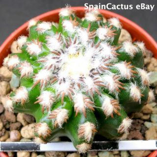 Discocactus Woutersianus Seedling On Own Roots King Size Rare Cacti Plant 30/6