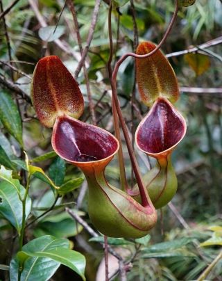 Nepenthes Lowii Extremely Rare Highland Most Unusual Pitcher Plant 10 Seeds