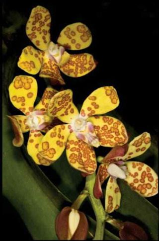 Vandopsis Gigantea Orchid Plant Rare Species Bloomong Size Thailand Cites