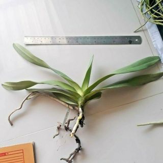 Vandopsis gigantea Orchid plant Rare species Bloomong Size THAILAND CITES 3