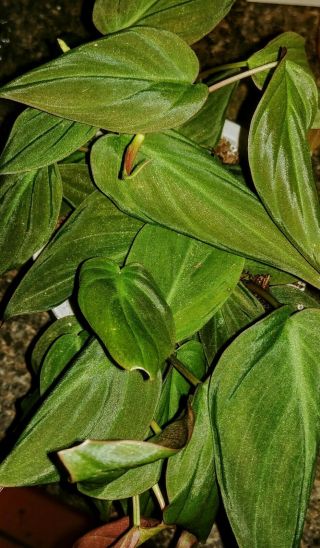 Rare Philodendron Micans One Rooted Cutting Velvet Leaf Bronze Plant Vine