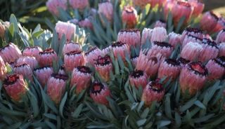 Rare Rooted Protea Mink Flowers.  It’s A Live Protea Plant Fresh And Healthy