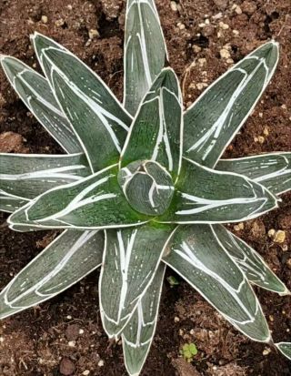 Very Rare Clone Agave Pintilla " Rodeo " Very Hard To Find Not Often Offered