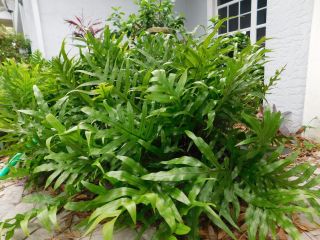 22 Live Rare Wort Fern Plants Roots Rhizomes Tuber Florida Houseplant