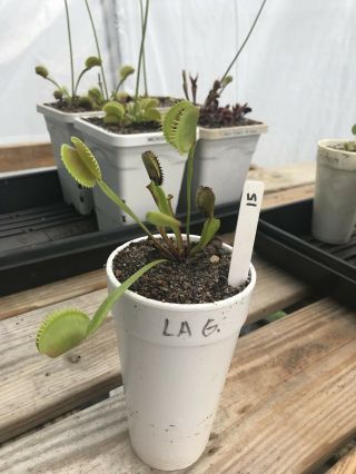 Dionaea Muscipula " La Grosse à Guigui " Rare | Venus Flytrap | Bug Eating